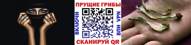 Галлюциногенные грибы Cubensis  KRAKEN онион  Михайловка  даркнет сайт 